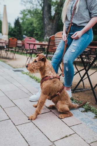 Hunter-Szelki-Aalborg-koniak-ze-skory-bydlecej (1).jpg