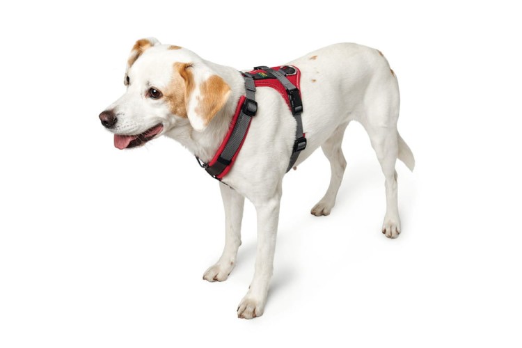 Hunter-Szelki-Maldon-czerwono-szare (3).jpg