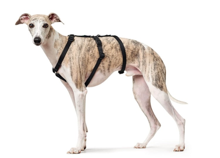 Hunter-Szelki-dla-psa-Vario-Rapid (5).jpg