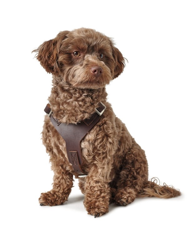 Hunter-Szelki-Aalborg-ciemny-braz-ze-skory-bydlecej (4).jpg